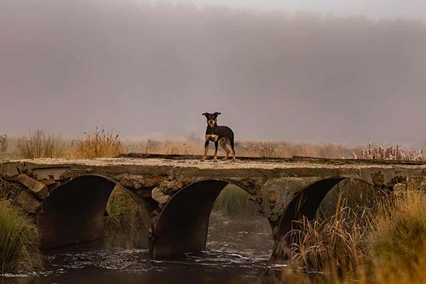 Brown and gold kelpie standing alone on an old stone bridge in the mst