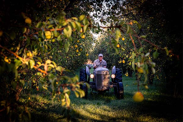 View of a man on a tractor as seen through a row of pear trees