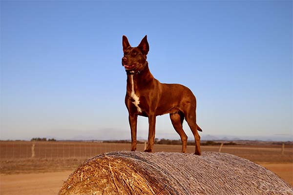 Red kelpie dog standing alert atop a round bale of hay