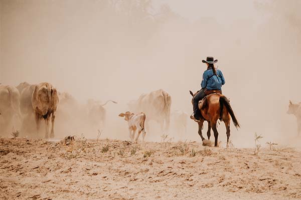 Riding a horse and driving brahman into murky cloud of dustdust