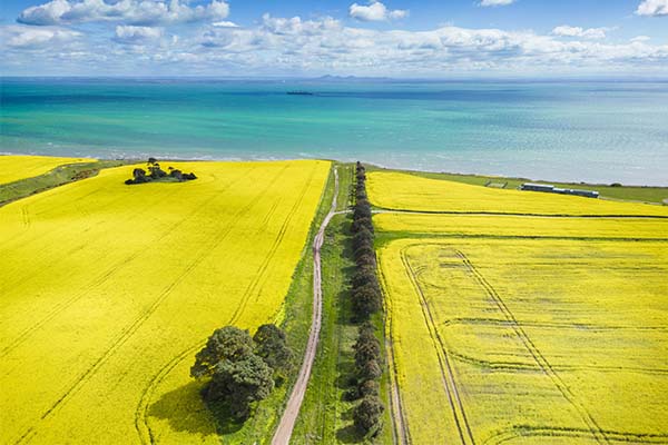 Aerial view of two canola paddocks, separated by a green grass lined road