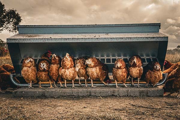 Free range chickens feeding from covered dispenser