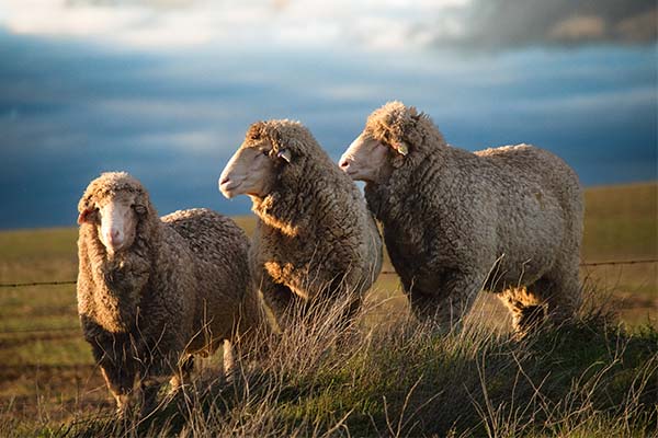 Three whethers (sheep) standing together with a storm looming in the background