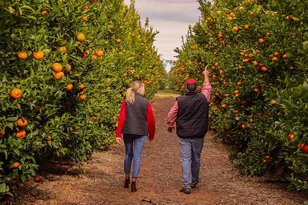 man_and_woman_walking_through_orange_groves