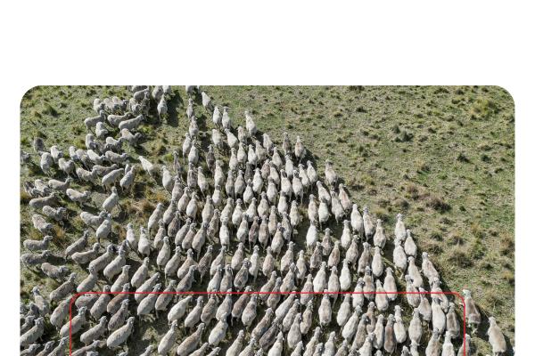 Mob of sheep in a paddock of long, dry grass