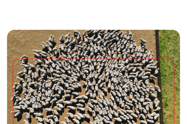 drone view of a mob of sheep