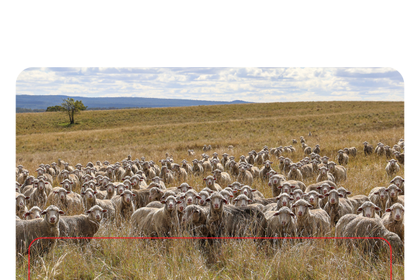 Mob of sheep in a paddock of long, dry grass