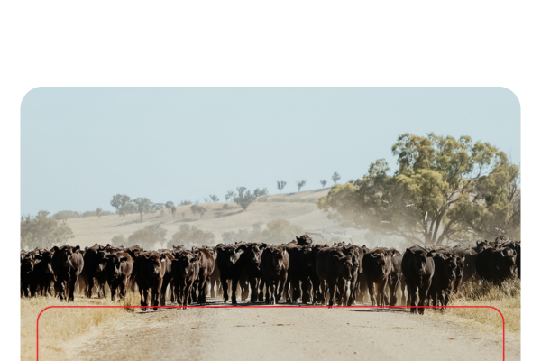 Mob cattle droving down a dirt road