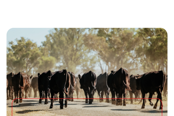 Copy of ELD2024_livestockNow_landingpage-images-template.psd - 2
