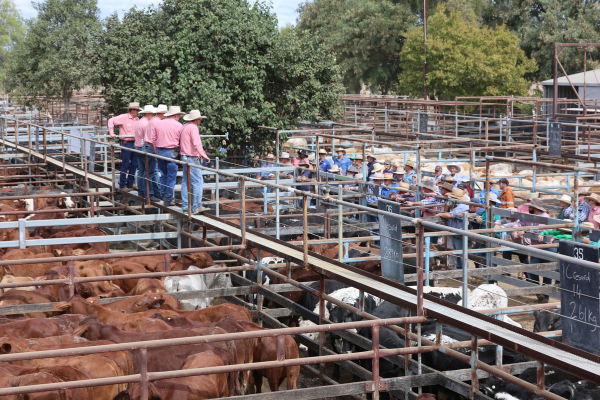 Elders auctioneer staff on the rails over clients and cattle during a cattle sale