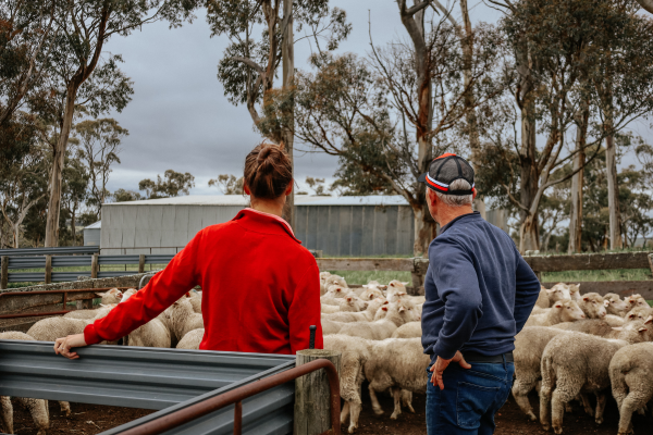 Elders staff stand with client in a sheep yard checking over a mob of lambs