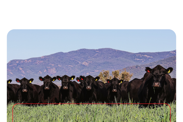 Copy of ELD2024_livestockNow_landingpage-images-template.psd - 1