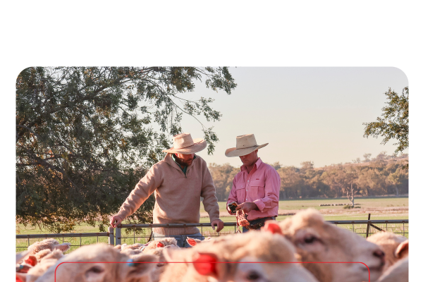 Copy of ELD2024_livestockNow_landingpage-images-template.psd - 6