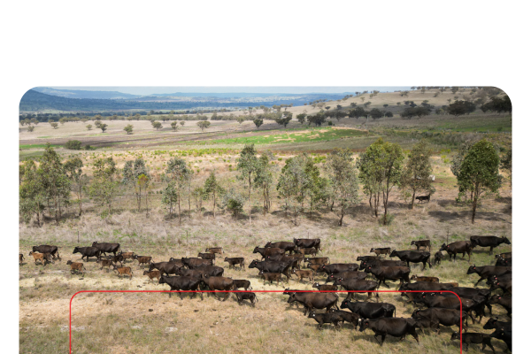 Copy of ELD2024_livestockNow_landingpage-images-template.psd - 11