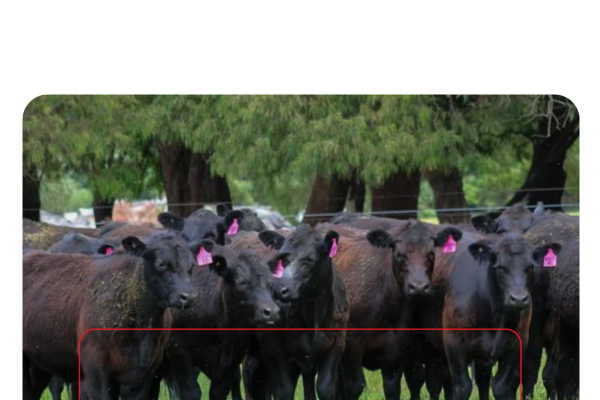 Copy of ELD2024_livestockNow_landingpage-images-template.psd - 7