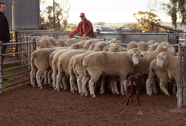 rounding_up_some_sheep