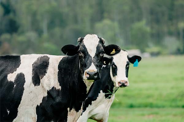 Cow grazing in foggy hills