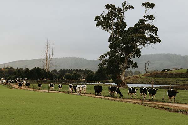 line dairy cattle going in for milking
