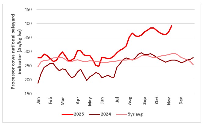 This chart shows the c/kg lw national saleyard indicator price for cows 2024, 2025 and the five year average. Source: MLA 
