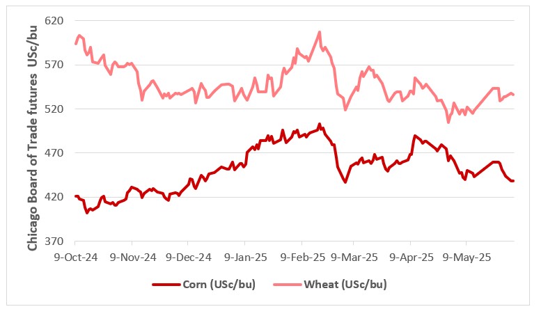 This chart shows the USc/lb nearby CBOT futures prices for corn and wheat. Source: LSEG Workstation.