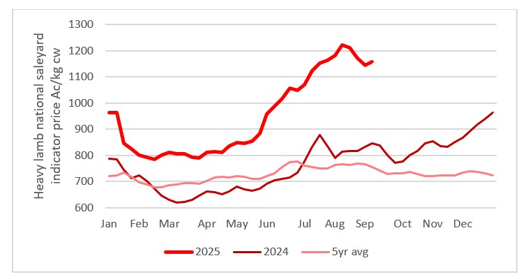 This chart shows the national saleyard indicators prices for heavy lambs this year vs 23/24 & 7year average Source: MLA