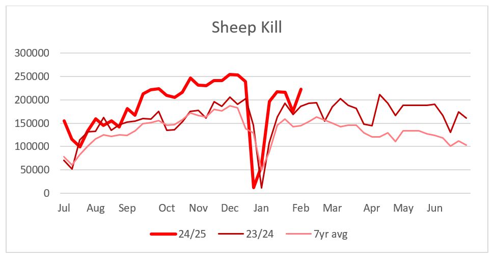 This chart shows Australian sheep slaughter in 24/25 vs 23/24 and the seven-year average. Source: National Livestock Reporting Service.