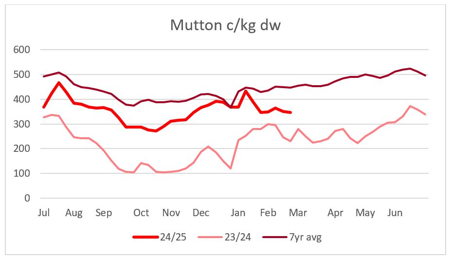 This chart shows the national saleyard indicators prices for mutton this year versus 23/24 and seven-year average. Source: MLA.