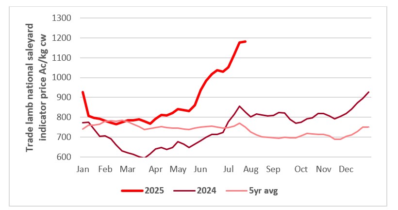 This chart shows the national saleyard indicators prices for trade lambs this year vs 23/24 and 7-year average. Source: MLA.