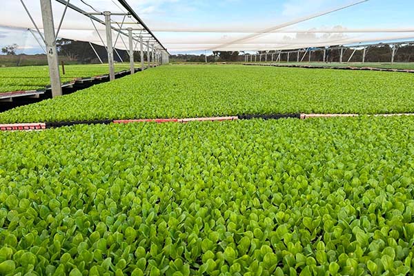 Looking across lettuce seedlings growing in a trial