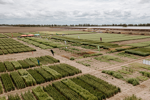 agronomy_trial_site_from_above