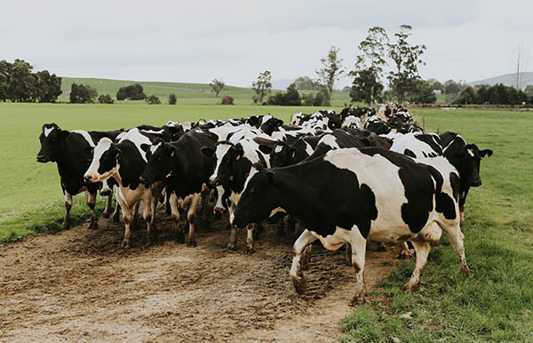 Holstein Dairy Cattle Mob 