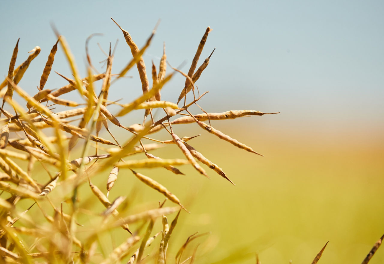 zoom_in_canola_crop - 1