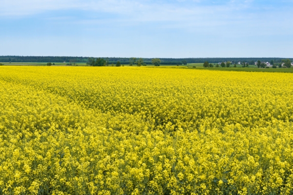 canola_field_flowered_surrounded_by_pastures - 1