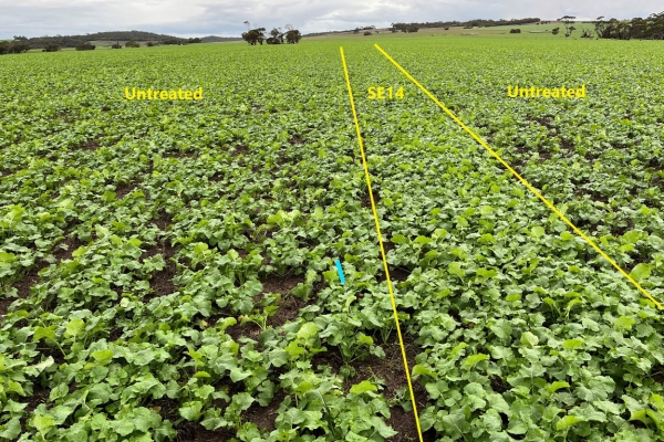 canola_field_flowered_surrounded_by_pastures - 1