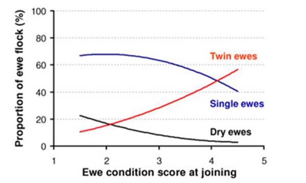 Graph showing correlation between a ewe's condition score and pregnancy.