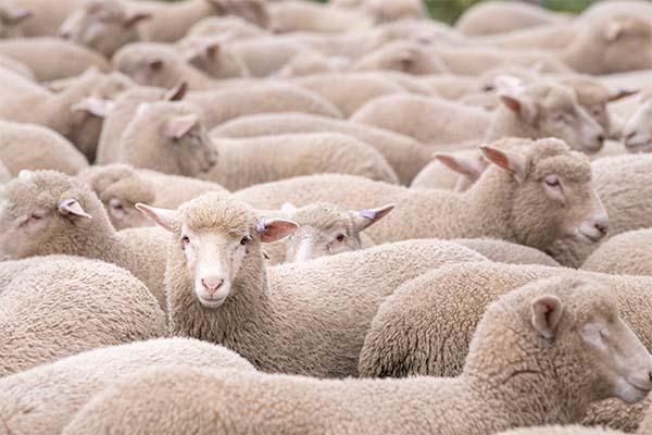Mob of unshorn sheep with one looking straight at the camera