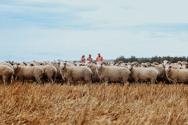 flock_of_sheep_dry_land