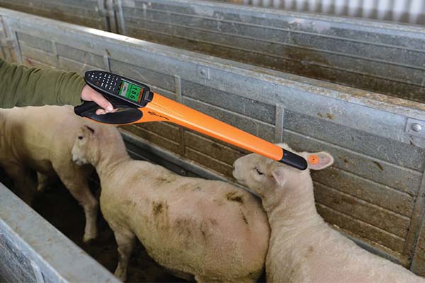 reading sheep eid tag with Gallagher device