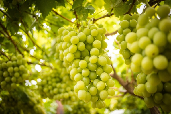 grapes_on_vine - 1