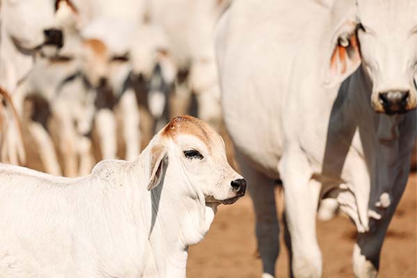 Brahman cow with calf