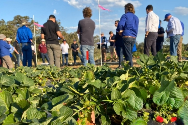 corteva_employees_at_strawberry_trial_site