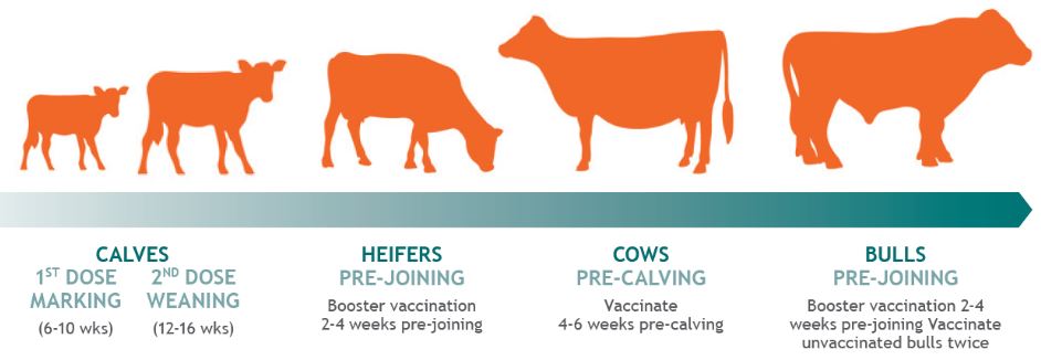 graphic showing Ultravac 7in1 vaccine requirements in cattle