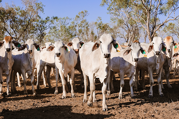 brahman_cows_in_front_of_camera