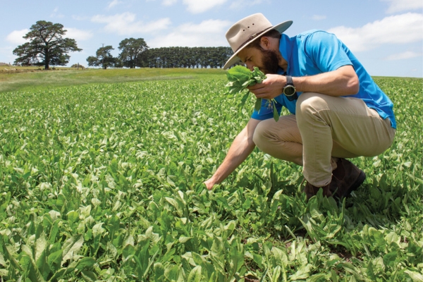 Dlf Roots Reduce reliance on Nitrogen fertiliser by sowing quality legume seed