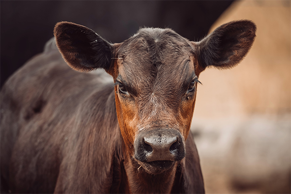 young_angus_calf_close_up