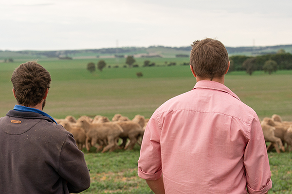two_elders_staff_looking_out_to_the_flock_of_sheep