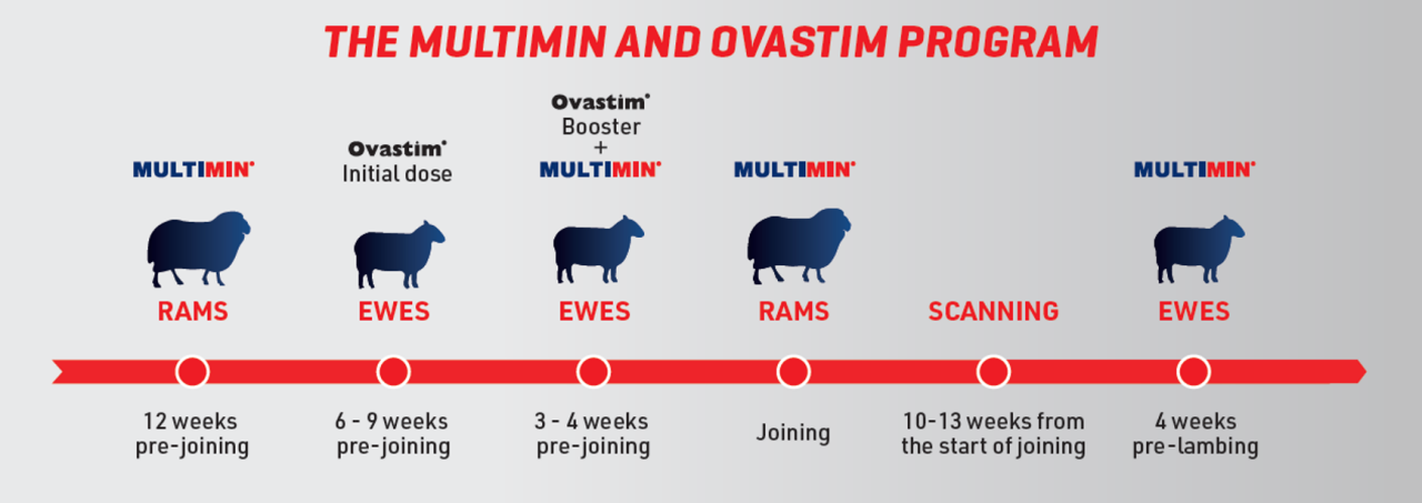 Use the guide above to find out when best to use Ovastim or Multimin in your Target Repro Program for maximum benefits.