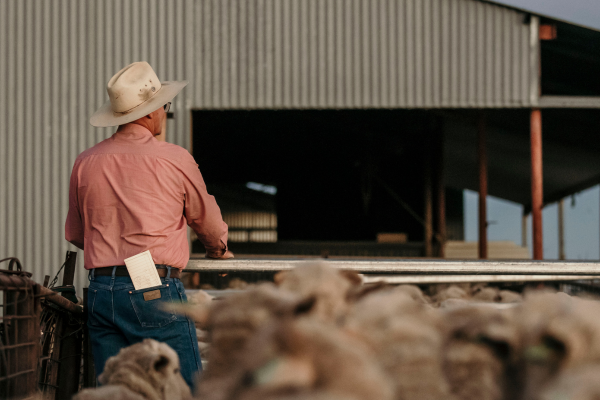 Rear view of an Elders staff auctioneer at a sheep sale