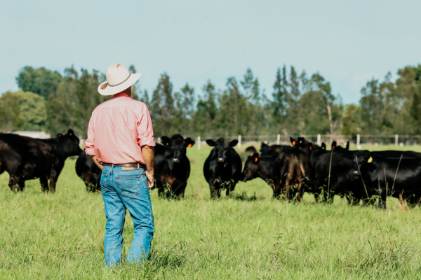 An elders staff standing and looking at the cows 
