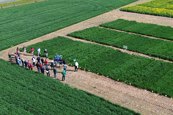 Visitors inspect trials at the Raywood Field Day 2025